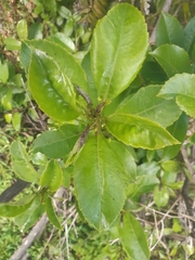Melicytus macrophyllus