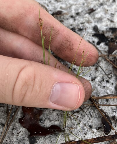 Capillary hairsedge (Bulbostylis ciliatifolia)