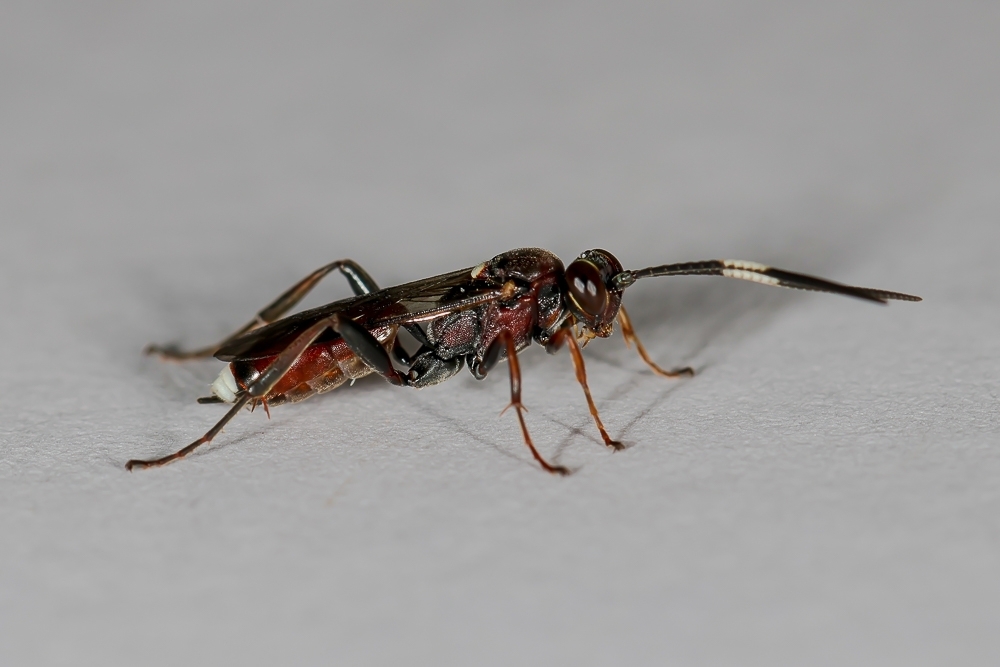 Baranisobas ridibundus