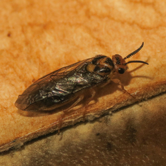 Diprionidae
