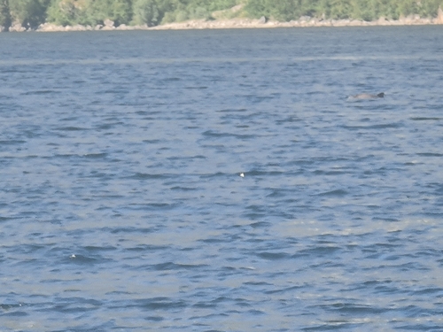 Phocoena phocoena