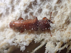 Lyctus