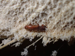 Lyctus