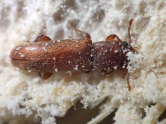Lyctus