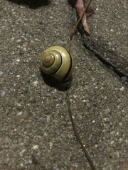 Cepaea nemoralis
