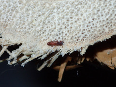 Lyctus