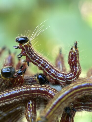 Azalea Caterpillar and Drexel's Datana Moths photo 3