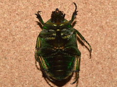 Cotinis mutabilis typica