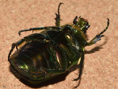 Cotinis mutabilis typica