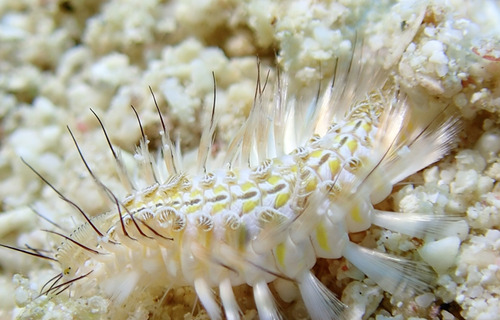 Photo of Green fireworm (Chloeia viridis)