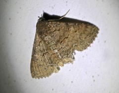 Eudesmeola lawsoni