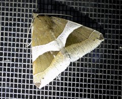 Dysgonia constricta