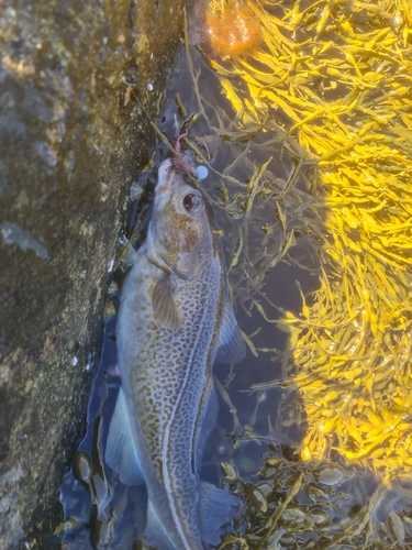 Gadus morhua