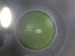 Epelidochiton piperis