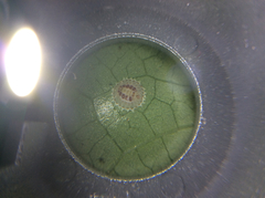 Epelidochiton piperis