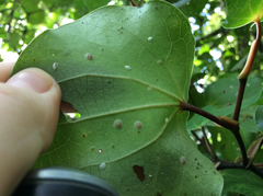 Epelidochiton piperis