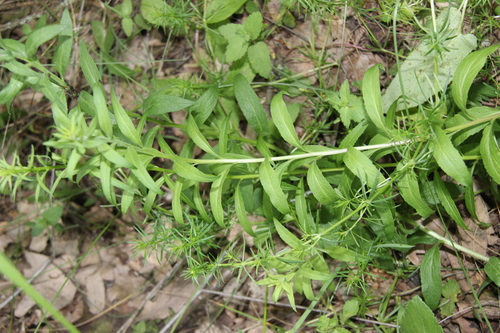 Asyneuma canescens, photograph 4