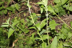 Asyneuma canescens, photograph author not stated, no rights reserved