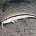 Australian Goatfish - Photo (c) Sascha Schulz, some rights reserved (CC BY-NC), uploaded by Sascha Schulz