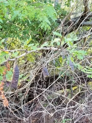 Gleditsia triacanthos