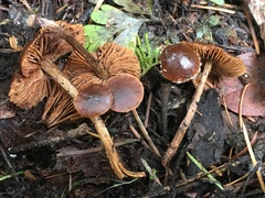 Deconica crobula