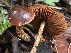 Deconica crobula
