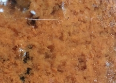 Gallionellaceae