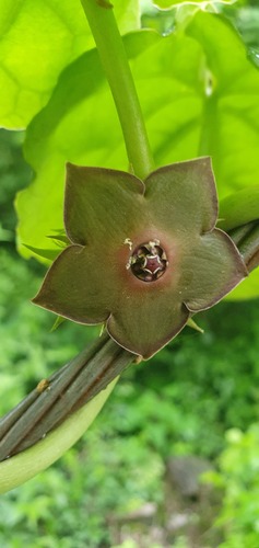 Matelea cyclophylla (Standl.) Woodson 3