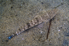 Platycephalus fuscus