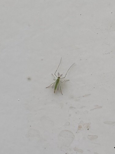 iNaturalist observation photo of Goeldichironomus amazonicus