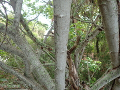 Pithecellobium unguis-cati