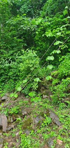 Matelea cyclophylla (Standl.) Woodson 4