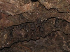 Macrotus californicus