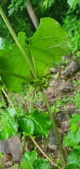 Suberogerens cyclophylla, photograph (c) Leonardo O. Alvarado Cárdenas, some rights reserved (CC BY)