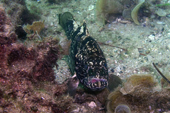 Epinephelus daemelii