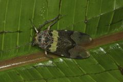 Scaralis versicolor