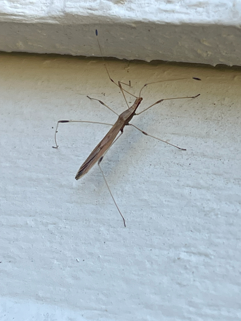 Neoneides muticus