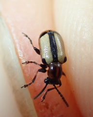 Crioceris paracenthesis