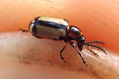 Crioceris paracenthesis