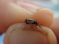 Crioceris paracenthesis