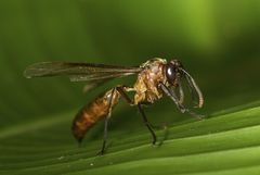 Apoica