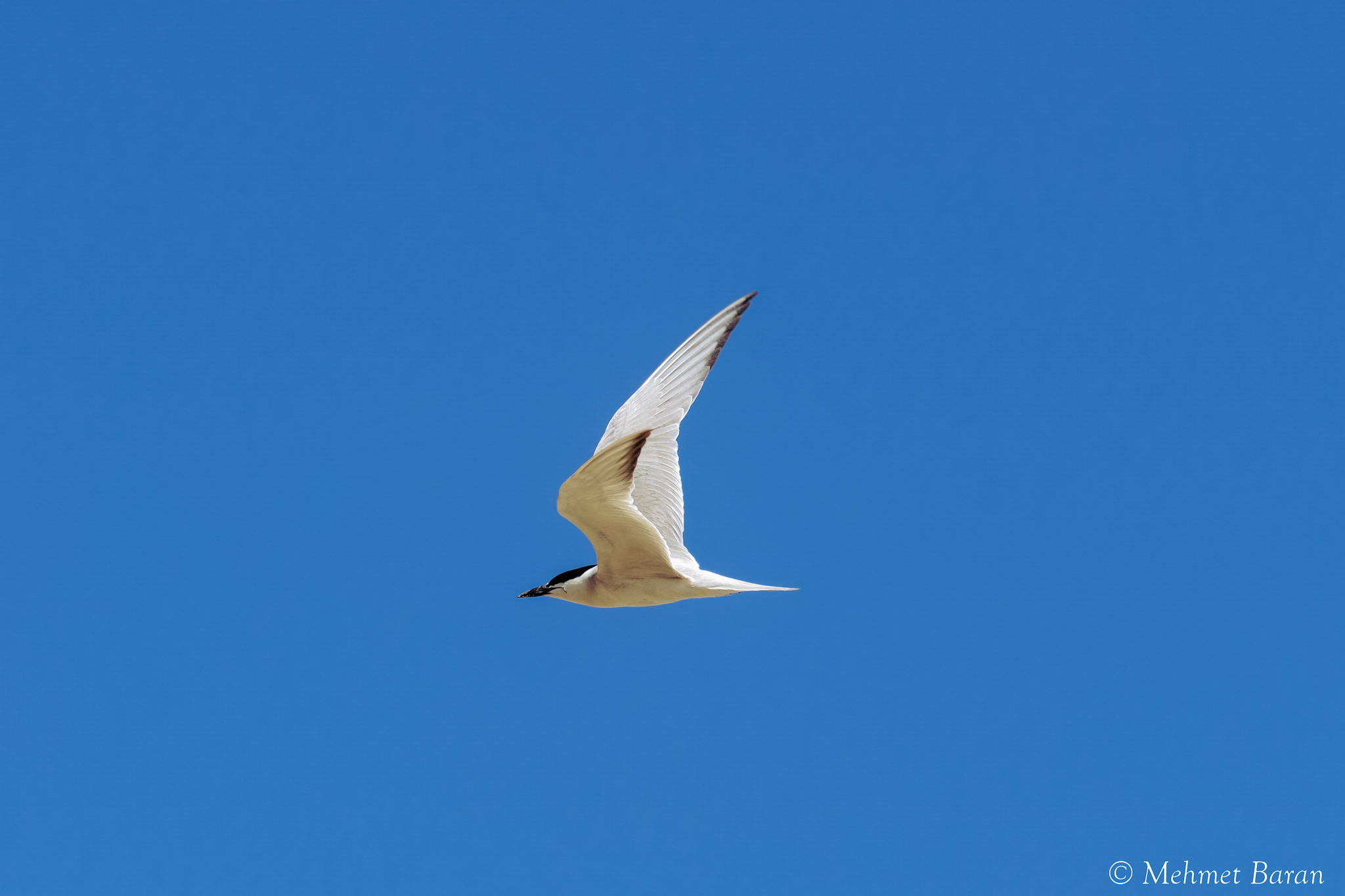 Gull-billed Tern