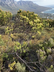 Leucadendron chamelaea