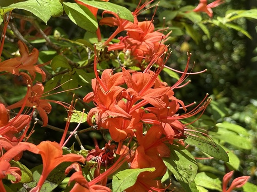 Plum-leaf azalea
