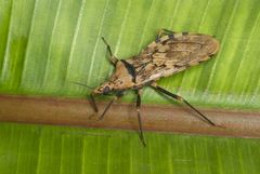 Panstrongylus geniculatus