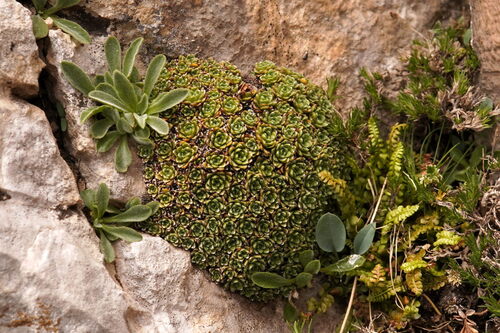Saxifraga spruneri, photograph 2