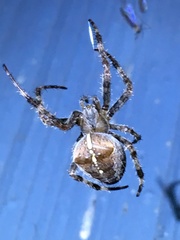 Araneus diadematus