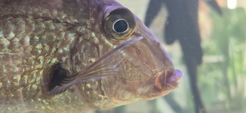 Eartheater (Satanoperca leucosticta) — Cichlidae — 4