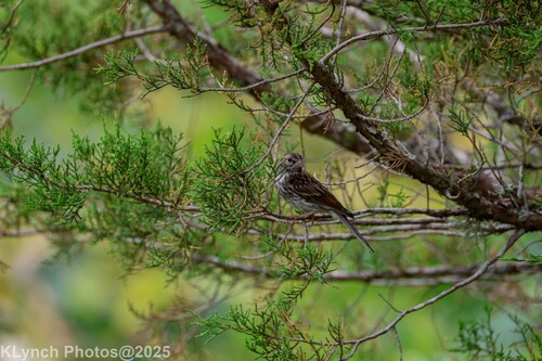 Song Sparrow photographed in Massachusetts