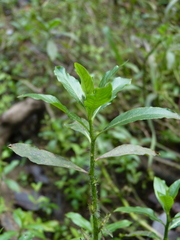Hydrolea quadrivalvis